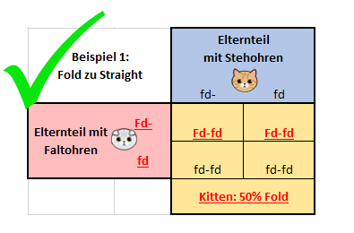 Scottish Fold Kitten cat Schottisches Faltohr Kätzchen Katze genetics probability wahrscheinlichkeit straight stehohr