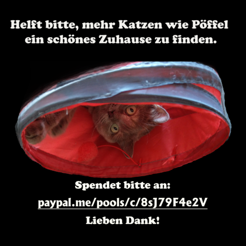 Fundraiser Sophie Puffle Pöffel for Fellnasen e.V. Furry Noses Non-Profit Donate today Bitte spenden