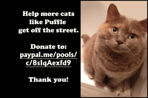 Fundraiser Sophie Puffle Pöffel for Fellnasen e.V. Furry Noses Non-Profit Donate today Bitte spenden