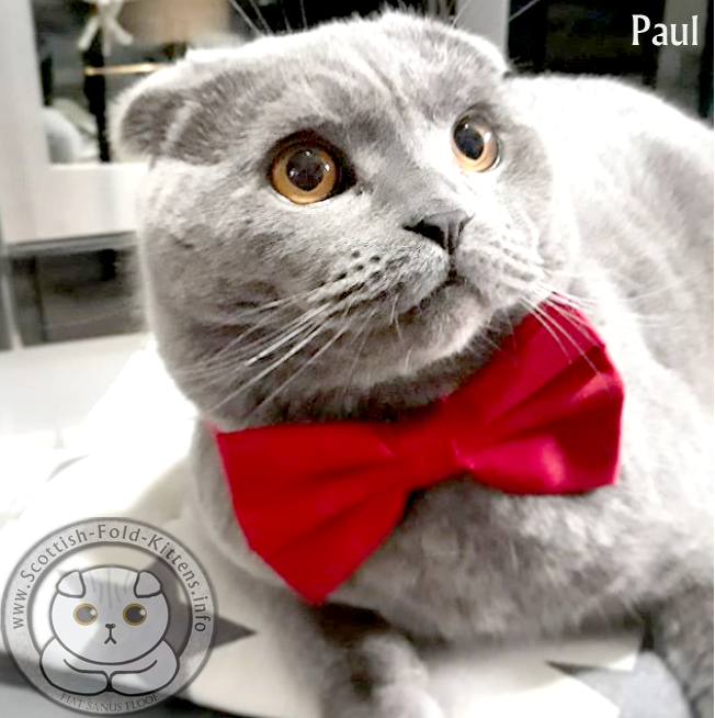 Scottish Fold Kitten Schottisches Faltohr Kätzchen Katze Paul Ticas Catz Breeder Vermehrer