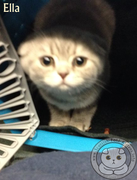 Scottish Fold Kitten in Carrier