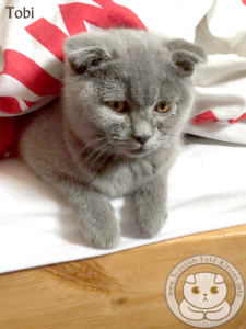 Sollten Scottish Fold Katzen Verboten Werden Scottish Fold Kittens Info