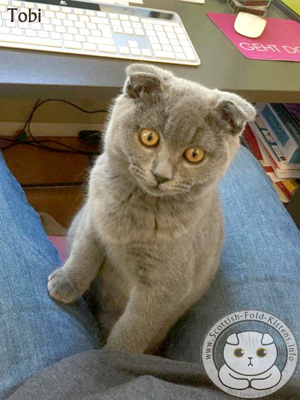 Scottish Fold Kitten Tobi lap cat Faltohr Kätzchen Katze Kater Tobi auf dem Schoss