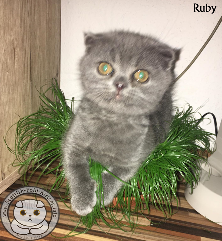 Scottish Fold Kitten Ruby Faltohr Kätzchen Katze OCD Osteochondrodysplasia Osteochondrodysplasie Backyard Breeder Vermehrer sad story trauriges Schicksal Geschichte