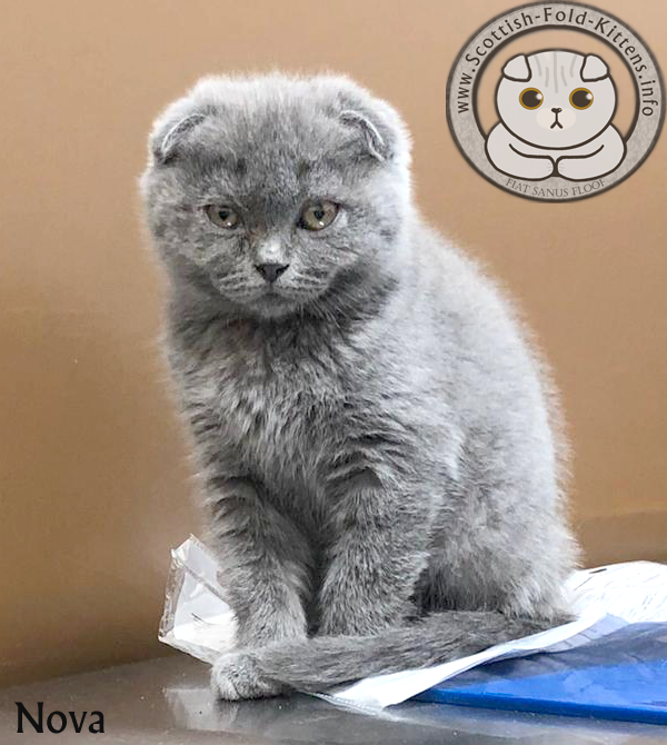 Scottish Fold Kitten Schottisches Faltohr Kätzchen Katze Nova Florida unethical Breeder Vermehrer Adorable Stars