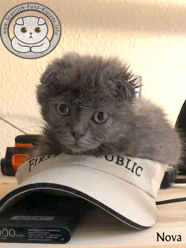 Scottish Fold Kitten Schottisches Faltohr Kätzchen Katze Nova Florida unethical Breeder Vermehrer Adorable Stars