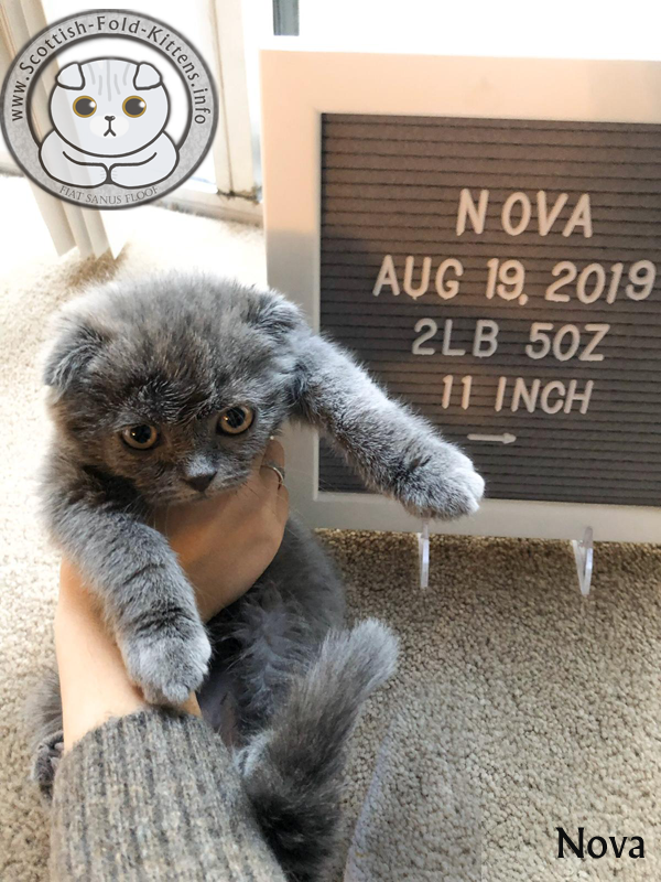 Scottish Fold Kitten Schottisches Faltohr Kätzchen Katze Nova Florida unethical Breeder Vermehrer Adorable Stars