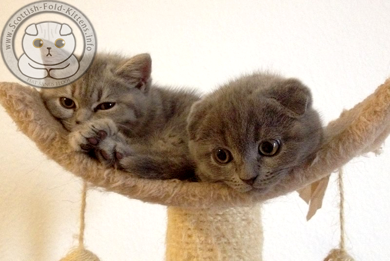 Scottish Fold and Straight Kittens