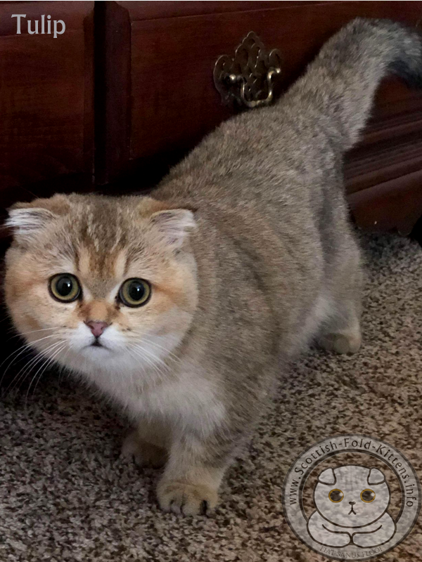 Scottish Fold Cats For Sale - Scottish Fold Cattery