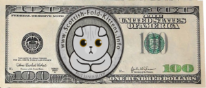 Scottish Fold Kitten info logo donation 100 dollar bill Faltohr Kätzchen Katze Kater logo geldschein spenden