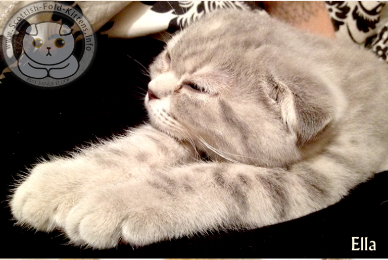 die-checkliste-einen-seri-sen-scottish-fold-z-chter-erkennen