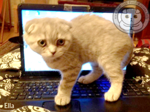 Scottish Fold Kitten Kätzchen on Laptop