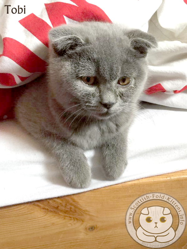 Scottish Fold Kitten Tobi runny eyes Faltohr Kätzchen Katze Kater Tobi Schnupfen