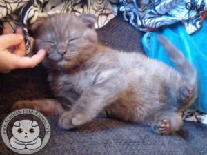 Scottish Fold Kitten Schottisches Faltohr Kätzchen Katze Kater Oleg Backyard Breeder Vermehrer HCM plötzlich gestorben