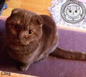 Scottish Fold Kitten Schottisches Faltohr Kätzchen Katze Kater Oleg Backyard Breeder Vermehrer HCM plötzlich gestorben