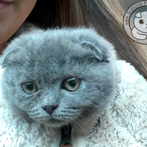 Scottish Fold Kitten Schottisches Faltohr Kätzchen Katze Nova Florida unethical Breeder Vermehrer Adorable Stars