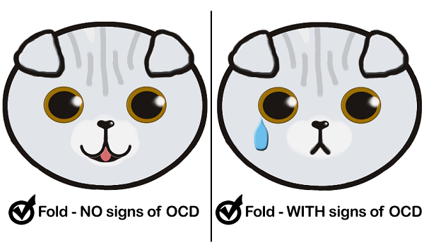 How many Scottish Fold Kitten cat have OCD Poll Results health osteochondrodysplasia Wie viele Schottisches Faltohr Kätzchen Katze Ergebnis Umfrage OCD osteochondrodysplasie statistics Statistik